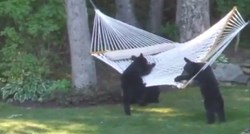 VIDEO Divlje životinje zalutale su u dvorišta ljudi i zabavile se kao nikada u životu