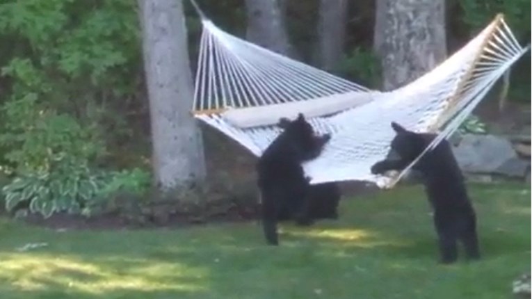 VIDEO Divlje životinje zalutale su u dvorišta ljudi i zabavile se kao nikada u životu