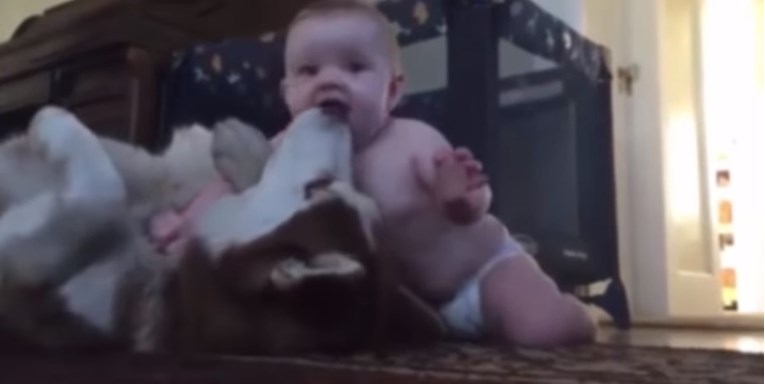 Ova je beba dopuzala do haskija, a on joj je uzvratio na najslađi način