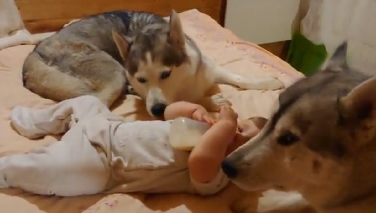 Dva pažljiva haskija brinu se da ova beba u miru pojede svoj obrok