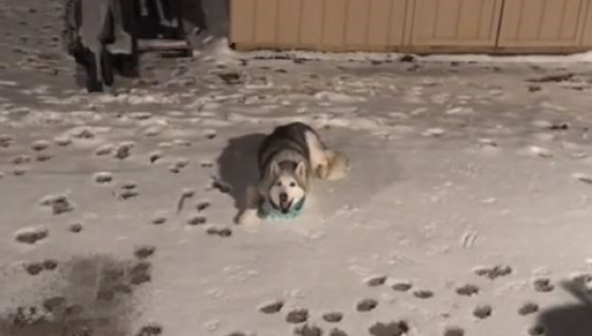 VIDEO Tvrdoglavi haski odbijao je ući u kuću, a onda je pao na najstariji trik