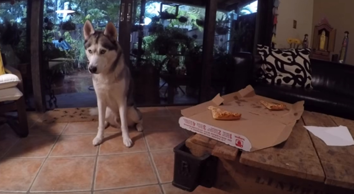 VIDEO Što se dogodi kada haski ostane sam u prostoriji s dva komada pizze?