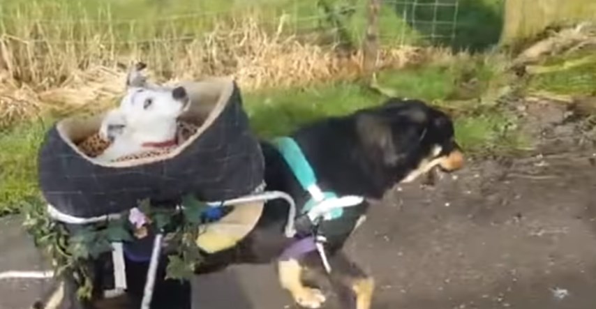 Zajedno i u bolesti: Ovi psi pomažu jedan drugome koračati kroz život