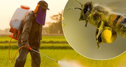 Je li poznati Monsantov herbicid zaista opasan za pčele?