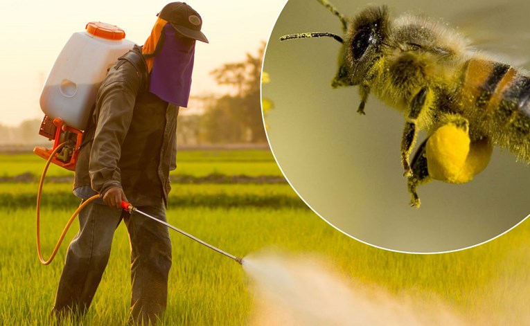 Je li poznati Monsantov herbicid zaista opasan za pčele?