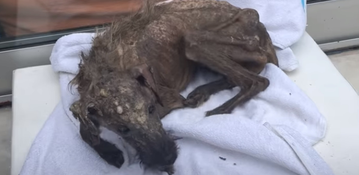 Bio je kost i koža, nije se mogao kretati, a danas izgleda neprepoznatljivo