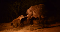 Obračun bizona i hijene: Prišuljala se i zgrabila ga gdje najviše boli