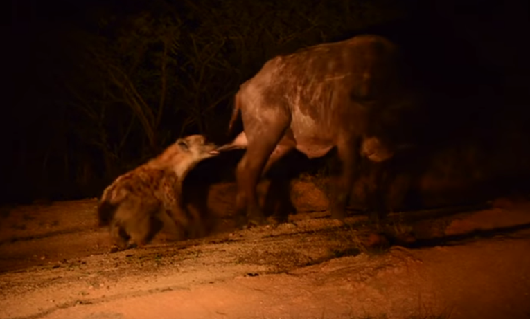Obračun bizona i hijene: Prišuljala se i zgrabila ga gdje najviše boli
