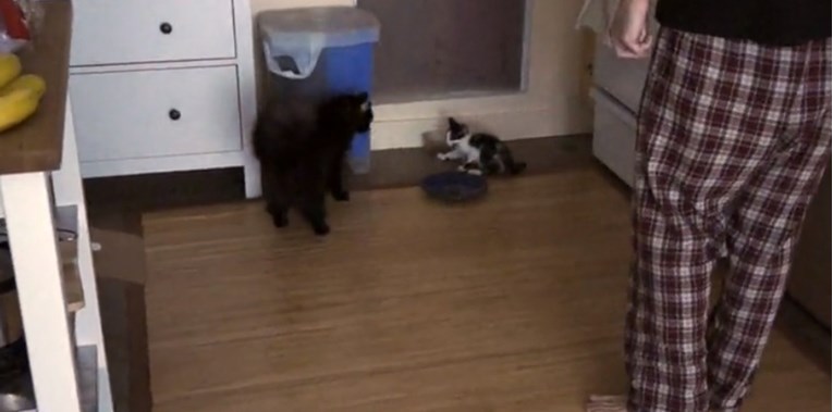 VIDEO Velika maca obranila je svog vlasnika od mačića i postala hit na internetu