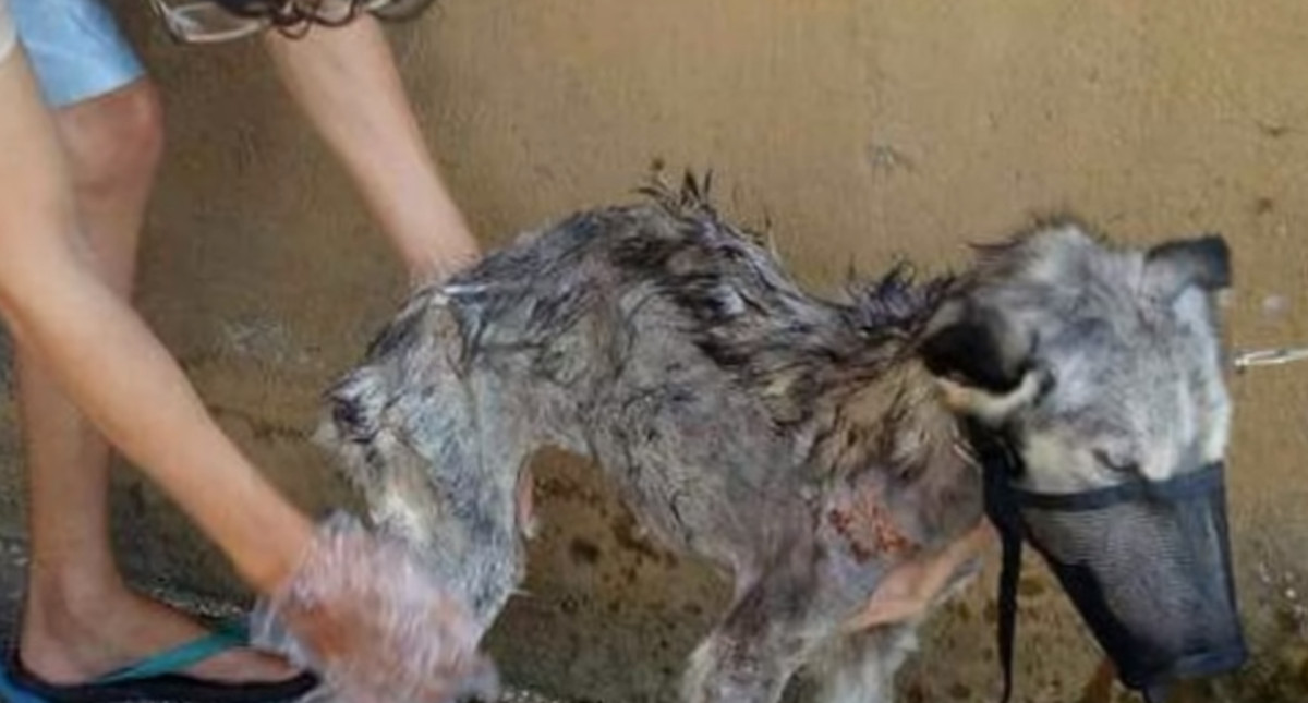 VIDEO Pronašao je kujicu na rubu smrti i spasio joj život