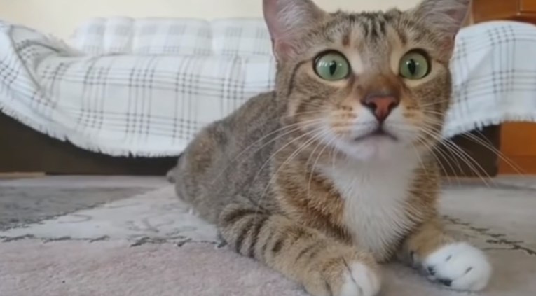VIDEO Ova mačka uživa u gledanju horor filma više od ljudi