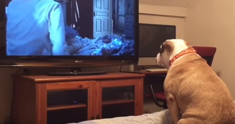 Pas gledao horor pa učinio nešto nevjerojatno za vrijeme strašne scene