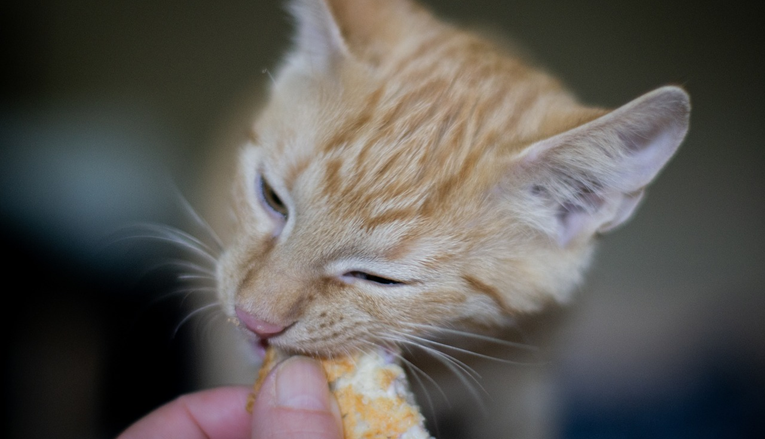 Je li istina da mačke svoje vlasnike vole samo dok ih hrane? Saznajte odgovor!