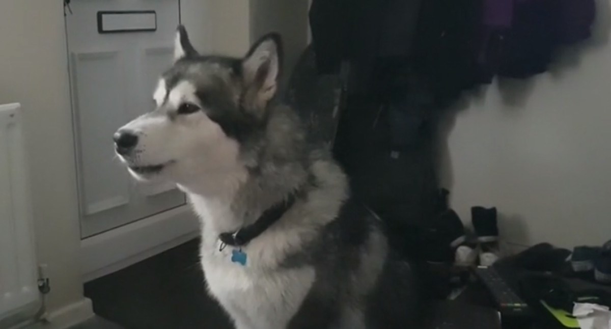 VIDEO Ljuti haski prosvjeduje jer nije dobio komad pizze