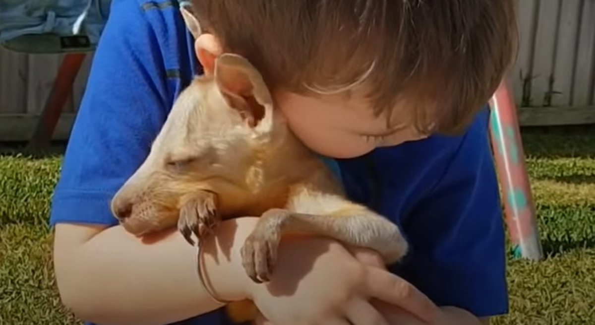 Dječak i maleni klokan postali su najbolji prijatelji i pomogli jedno drugome