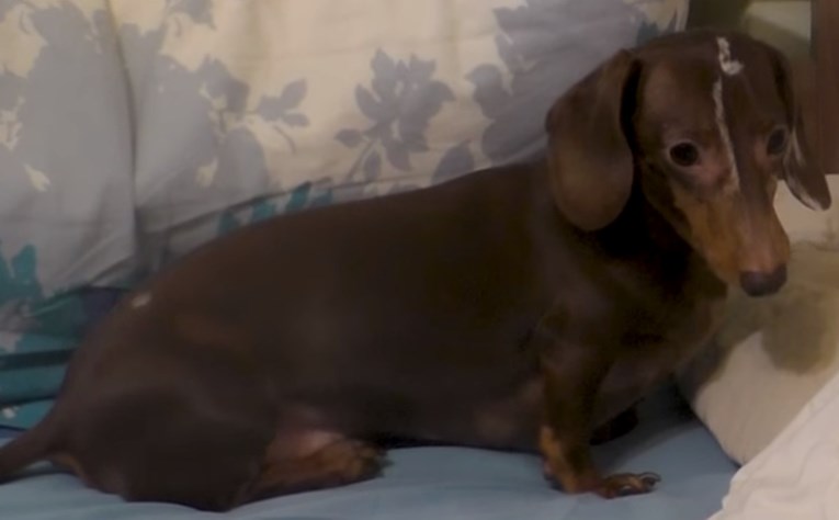 VIDEO Prvi su put pustili svog psića na krevet, a njegova reakcija sve govori