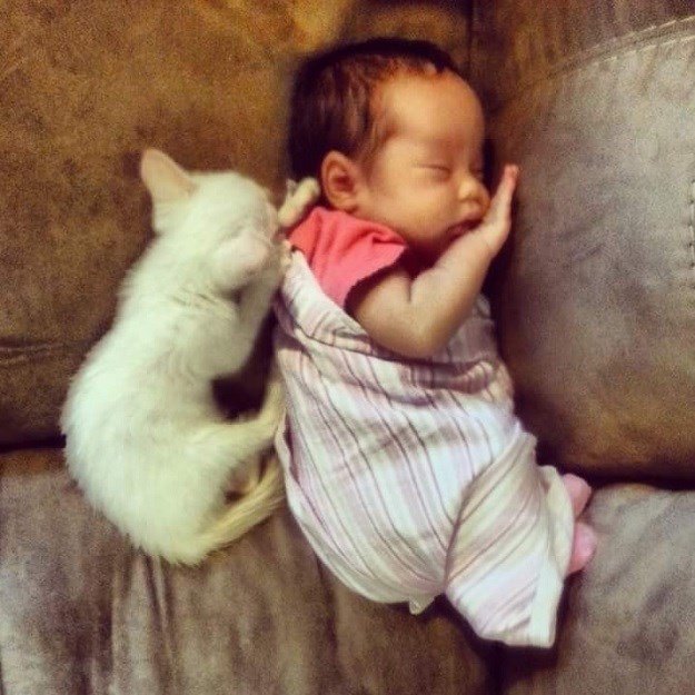 PREDIVNO Od rođenja obiteljske mace čuvaju malenu djevojčicu