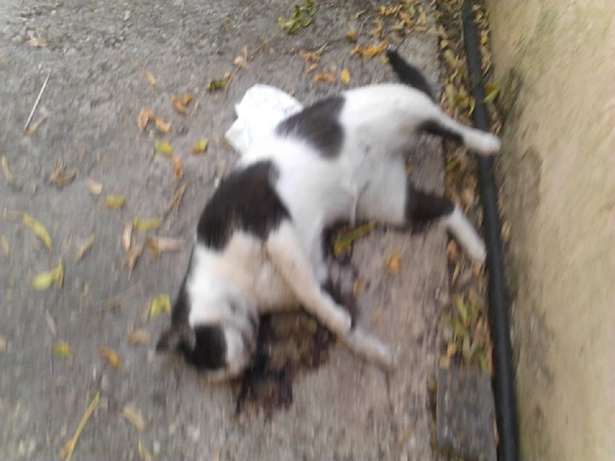 UZNEMIRUJUĆE FOTOGRAFIJE Na Pelješcu otrovano pet mačaka, uginule u teškim mukama