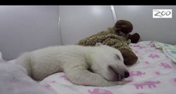 Svi lajkaju video i pitaju se: O čemu sanja beba polarnog medvjeda?