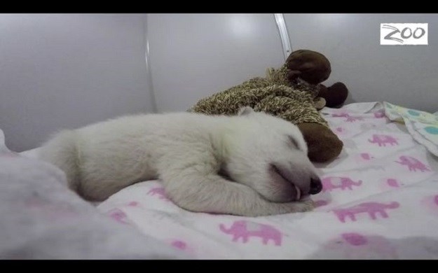 Svi lajkaju video i pitaju se: O čemu sanja beba polarnog medvjeda?