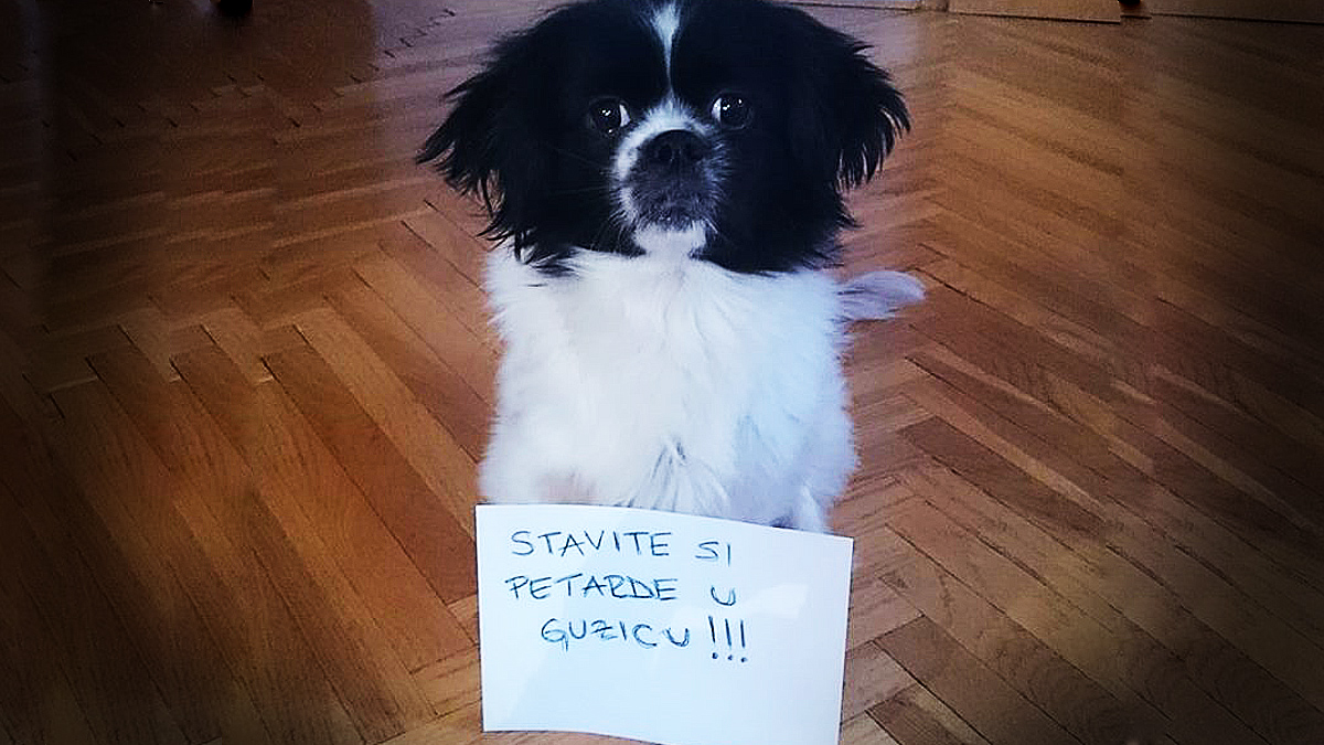 FOTO Ljubimci su u strahu - STOP petardama!
