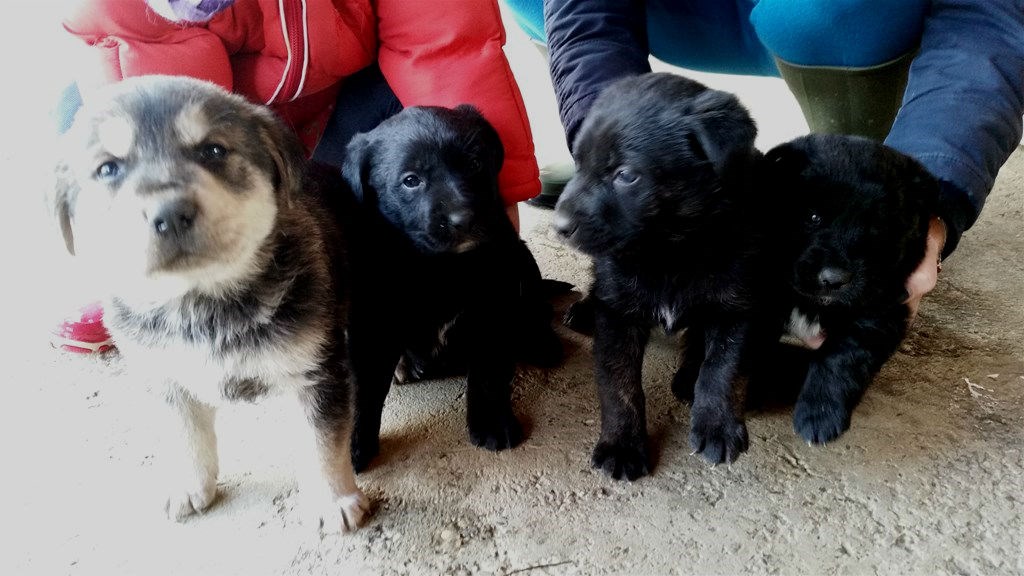 POKLANJAJU se preslatki štenci, križanci labradora i retrivera