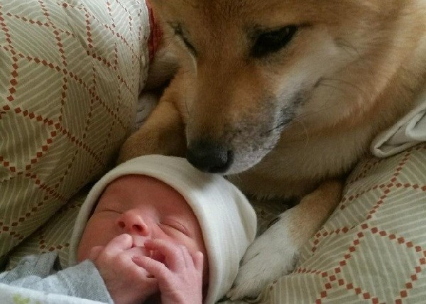 A bili su zabrinuti kako će pas reagirati na malu bebu...