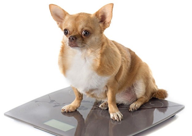 SAVJETI STRUČNJAKA Kako provjeriti ima li vaš pas višak kilograma?