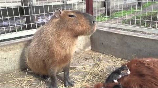 Pogledajte: Skulirana kapibara ne želi pomoći  "napadnutom" konjiću