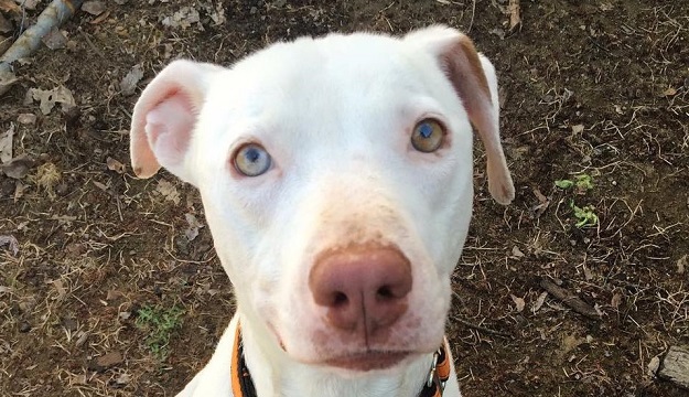 Od kad je spašen zlostavljani pit bull ne skida osmijeh s lica