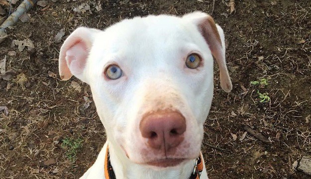 Od kad je spašen zlostavljani pit bull ne skida osmijeh s lica