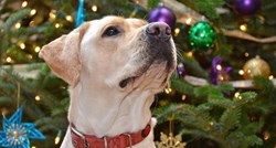 Skrivene opasnosti Božića: Psa koji je pojeo ukras veterinar morao uspavati!