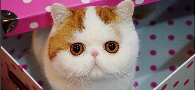 Kad vidimo njezine fotke dođe nam da se zapitamo: Je li ovo prava mačka?