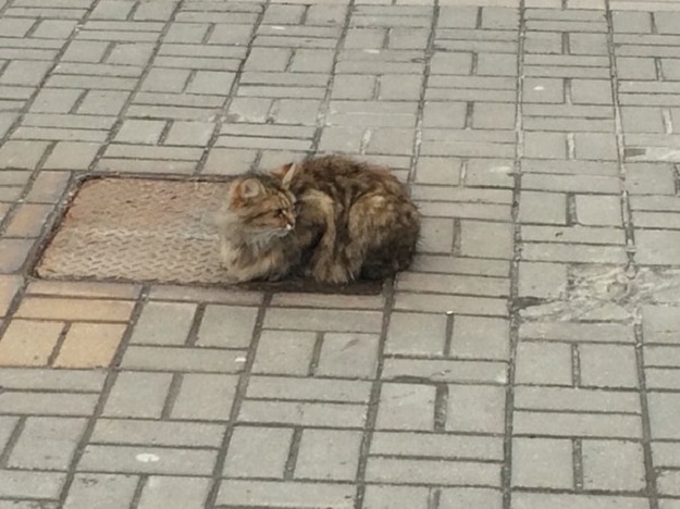 Mačka godinu dana na istom mjestu čeka vlasnike! Nažalost, oni se neće vratiti