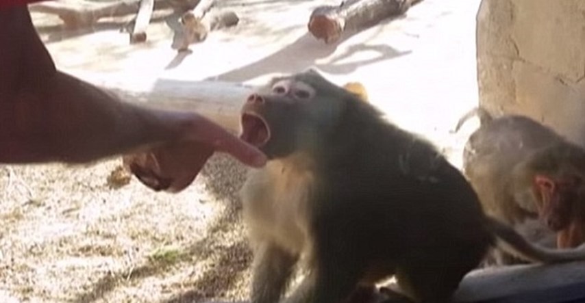 Pred majmunom izveo mađioničarski trik: Pogledajte njegovu reakciju!