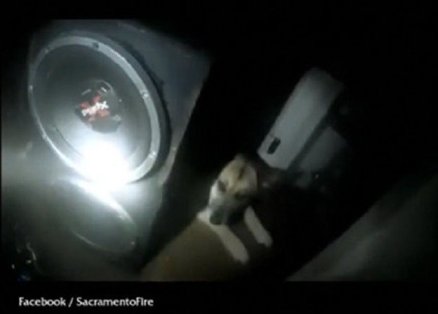 Kamere snimile vatrogasce kako iz požara spašavaju prestrašenog psa