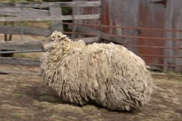 Pogledajte kako izgleda ovca koja se nije šišala 6 godina