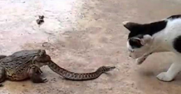 Tko tu koga? Žaba pokušava pojesti zmiju koja se istovremeno bori s mačkom