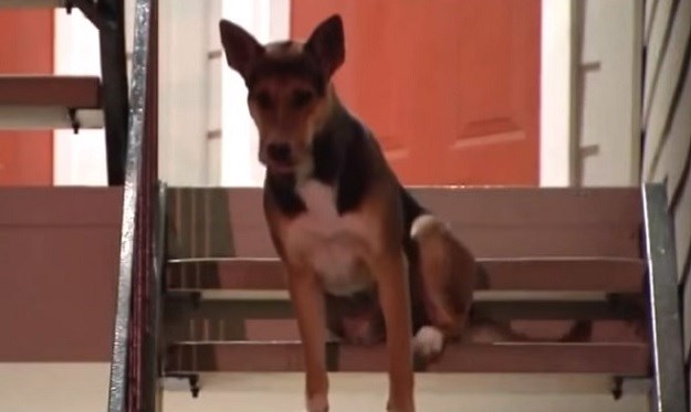 Novi Hachiko: Odani pas čeka vlasnika koji se više nikad neće vratiti
