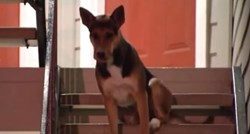 Novi Hachiko: Odani pas čeka vlasnika koji se više nikad neće vratiti
