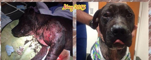 Pogledajte kako izgleda pit bull koji je sudjelovao u borbama pasa