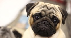 SUPER GALERIJA  Više od 4500 psećih manekena prošetalo Velesajmom