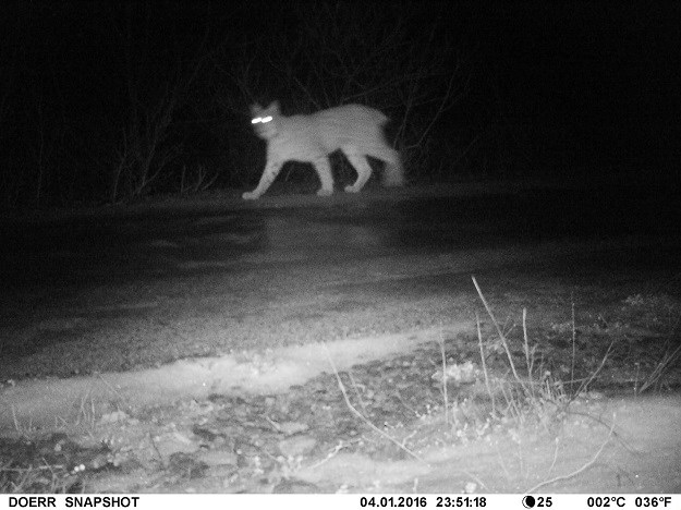 Ovo se rijetko viđa: Noćni selfiji životinja NP Sjeverni Velebit