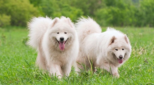 Samojed: Zanimljivosti o pasmini prepoznatljivoj po "nasmijanom licu"