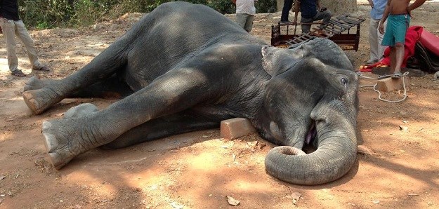 Okrutna smrt turističke atrakcije: Slonica zbog iscrpljenosti uginula od srčanog udara!
