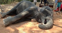Okrutna smrt turističke atrakcije: Slonica zbog iscrpljenosti uginula od srčanog udara!