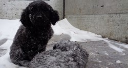 Da ti srce pukne: Svi prolazili pored 2 štenca ostavljena da se smrznu u snijegu