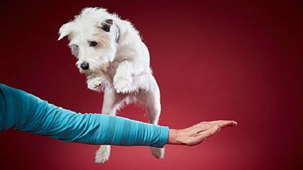 Novi Guinnessovi rekorderi: Talentirani terijer, najviši pas, najduža mačka...