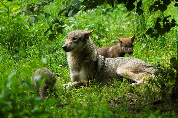 Ne viđa se svaki dan: Pogledajte rijedak susret vuka i obitelji risova u divljini