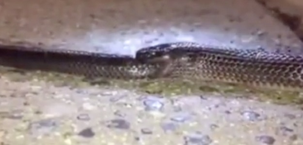 Lovio zmiju, a "ulovio" prizor kakav se ne viđa svaki dan